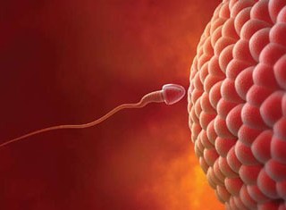 Оплодотворение