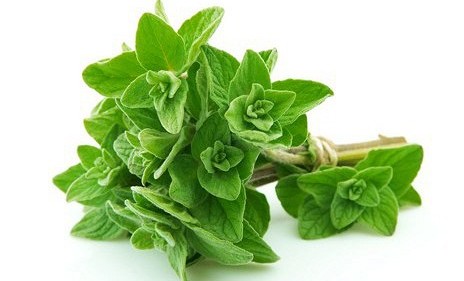 Ученые нашли эффективную замену антибиотикам - орегано