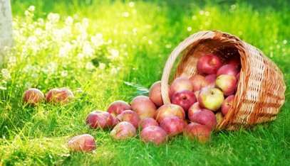 Приметы на Яблочный Спас - 19 августа