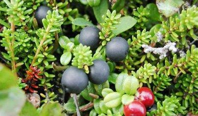 Рак поджелудочной железы можно вылечить лесными ягодами