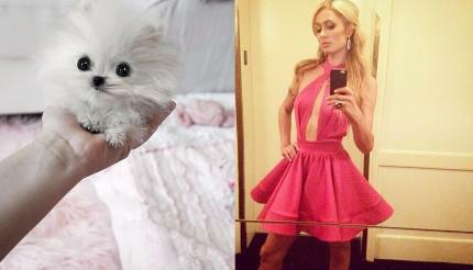 Пэрис Хилтон - обладательница самой маленькой собачки в мире