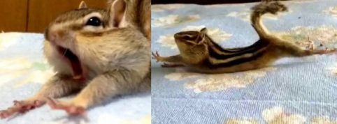 Милый и зевающий бурундучок собрал более 1 млн. просмотров